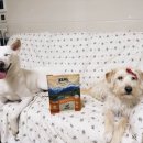 (주)청정드라이크리닝 | 뉴질랜드 ZEAL 에어드라이 강아지 고단백 사료 기호성 솔직 후기