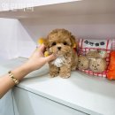 엘린퍼피 네이버블로그