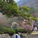 운림산방주차장 | 진도 여행 가볼만한곳 운림산방 입장료 운영시간 주차장