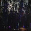 대숲여행 이미지