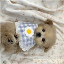 대전고양이분양 퍼피댕 캣 안심분양소 둔산점 | 성주고양이분양 퍼피댕 상담 덕분에 망설임이 사라졌어요