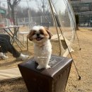 반월-16 | 화성 애견 카페 카페사개 동탄 반월점 대형견 가능한 수원 애견 카페.