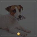 녹양돌봄동물병원 이미지