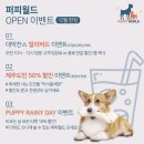 퍼피월드제주 | 제주 강아지 운동장 방문 후기 (퍼피월드, 블리스풀, 제주펫스쿨, 제주펫 )