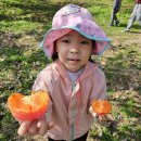 🧡청도 놀자농원 - 달콤! 부드러운 홍시 먹고 스마일🧡 이미지