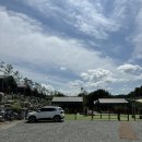 8월말 홍천 강원도 애견동반 중형견 드루왈캠핑장 타프존 B-4 사이트 후기