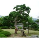 녹수청산 이미지