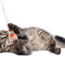 배부른고양이 이미지