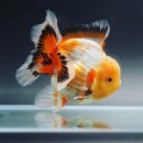 미스터브리더 이미지