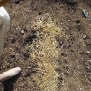 [23.04.10.선생님 오시는 날] 생강밭 만들어 심고 비닐 덮기, 상추 따기, 감자순 살피기, 고구마순 살피기 이미지