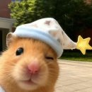 스테이다랑쉬502 이미지