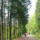 상관편백숲길 이미지