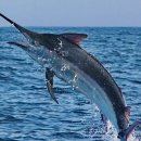 돌고래와펭귄 이미지