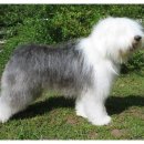 삼송동물의료센터 이미지