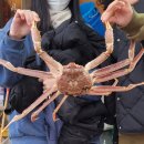 아라회대게 이미지