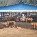 황토한우농장 이미지