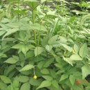 도깨비풀 이미지