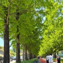 농업회사법인(주)상일 | 2026년 봄꽃 대향연: 아산명소 피나클랜드수목원에 친구들과 꽃구경 다녀온 후기