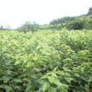 태양농장 이미지