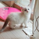 캐터리 | 💖 '왕발고양이'에서 밝고 건강한 랙돌 친구들 만나고 왔어요! 🐾 (순종 혈통묘 전문 캐터리 찐 후기!)