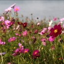 백마공원 이미지