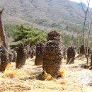 대산사슴농장 이미지