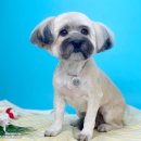 을지라사 이미지