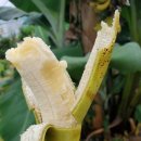 농업회사법인 더 팸팜 이미지