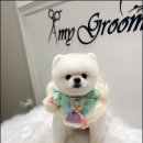 GROOMING107 | 신천동 은계지구 애견미용 에이미 그루밍 포메라니안 “똘이”후기