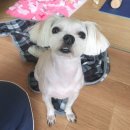 멍개구름 이미지