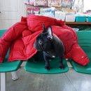 박영재 동물병원 이미지