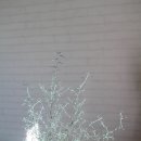 [송도 상반기]자연과 함께하는 향기: 아로마 조향사 베이직 과정 | [온라인 집들이] 어서오세요, 뮬리의 작업실입니다.