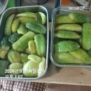 참외장아찌 숙성중~ 이미지