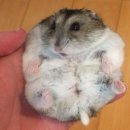 (주)서동메디칼 | 부산 햄스터 병원 비교 후기 (서동 동물병원, 덕천 동물병원, 튼튼 동물병원)