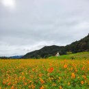기린06 | 강원도 홍천 가볼만한곳 황화코스모스 명소 무궁화수목원 가을여행