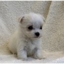 도그마루 이미지