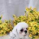 두부네 펫살롱 이미지