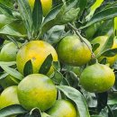 귤익는 마을 이미지