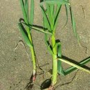 천연농장 이미지