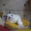 잘난돌스 이미지