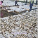 9월 21일(목) 목포는항구다 생선카페 판매생선[ 파조기(예약) / 먹갈치, 아나고장어, 아귀, 고등어 / (건조)민어, 농어 ] 이미지