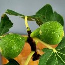 무화과나무 이미지