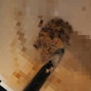 투썸플레이스업성레이크점 | 천안 업성 투썸플레이스 (업성레이크점) | 내돈내산 업성 카페 솔직 리뷰 (투썸 신메뉴, 구운 밤 라떼...