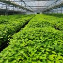 수림꽃농원 이미지