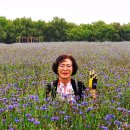 국화목장 이미지