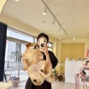 춘천애견미용학원 이미지