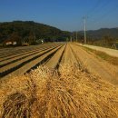 흑석 노루벌길 이미지