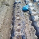 춘추농장 이미지