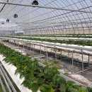 진성농장2 이미지