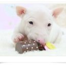 헬로 퍼피 이미지